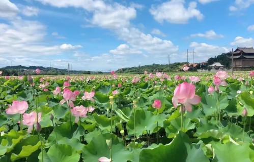 如梦令·芒种