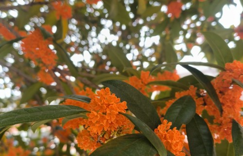 只要一树桂花