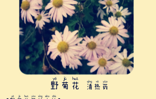 本草风物｜野菊花