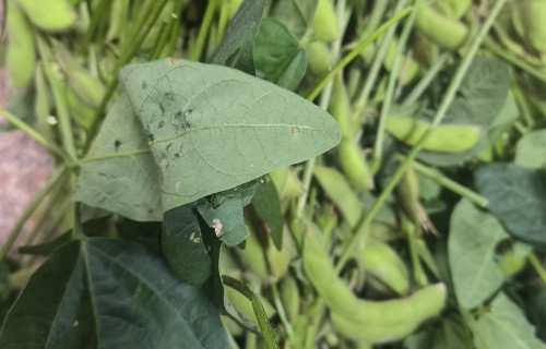 闪着月光的豆荚