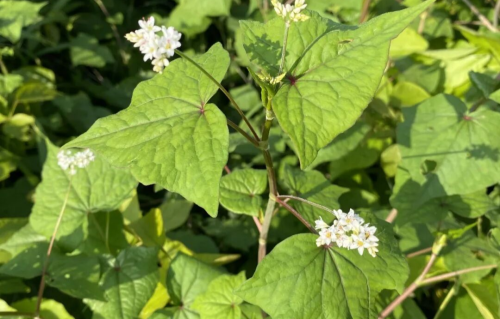 本草风物·金荞麦