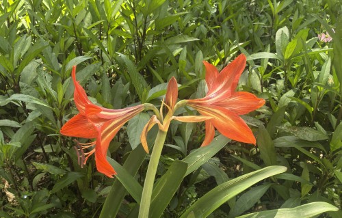 朱顶红