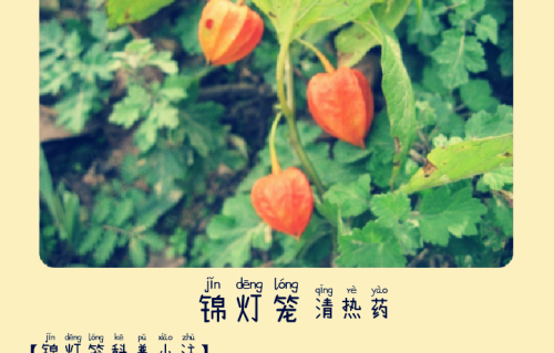 本草风物｜锦灯笼