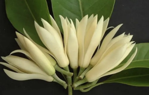 白兰花