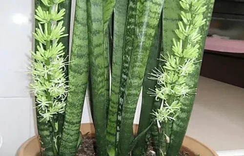 虎皮兰