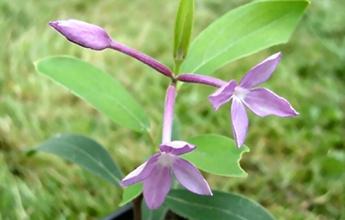 本草风物·芫花