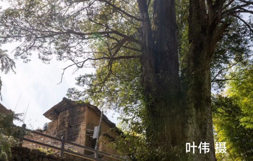 山村大树闲吟