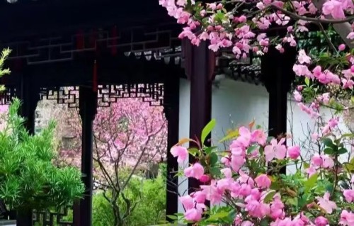 七律•蔷薇花开