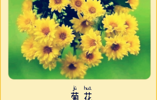 本草风物·菊花（现代诗）