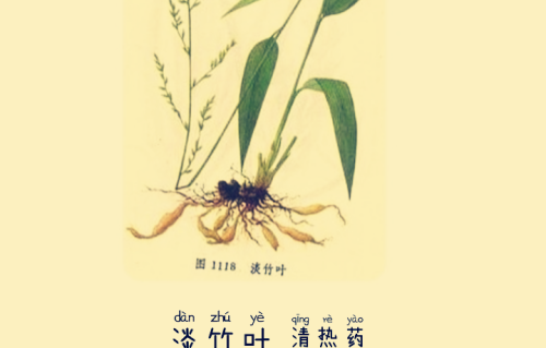 本草风物｜淡竹叶