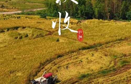 秋收真的叫人如痴如醉