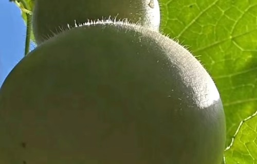 醉高歌·葫芦