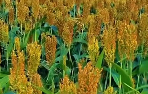 踏纱行·北大荒秋望