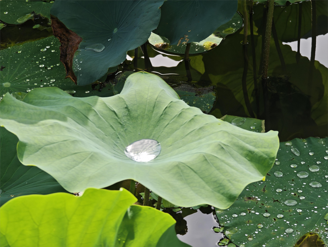 花草图片和视频1(1)(1).png 花草图片和视频1(1)(1).png