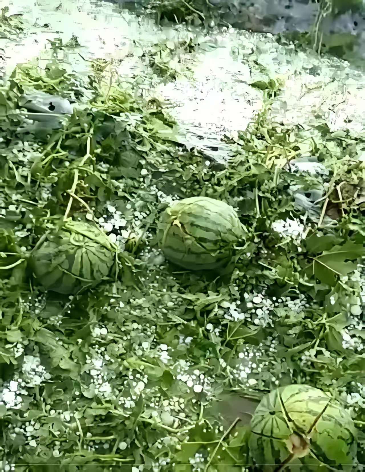 ed3c05b3b9aed9dd8d8733de6f24dea.jpg ed3c05b3b9aed9dd8d8733de6f24dea.jpg