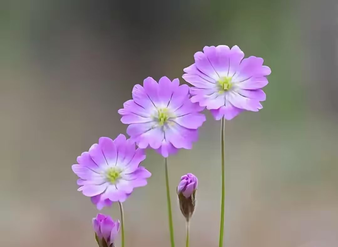 mmexport1751236836512.jpg mmexport1751236836512.jpg