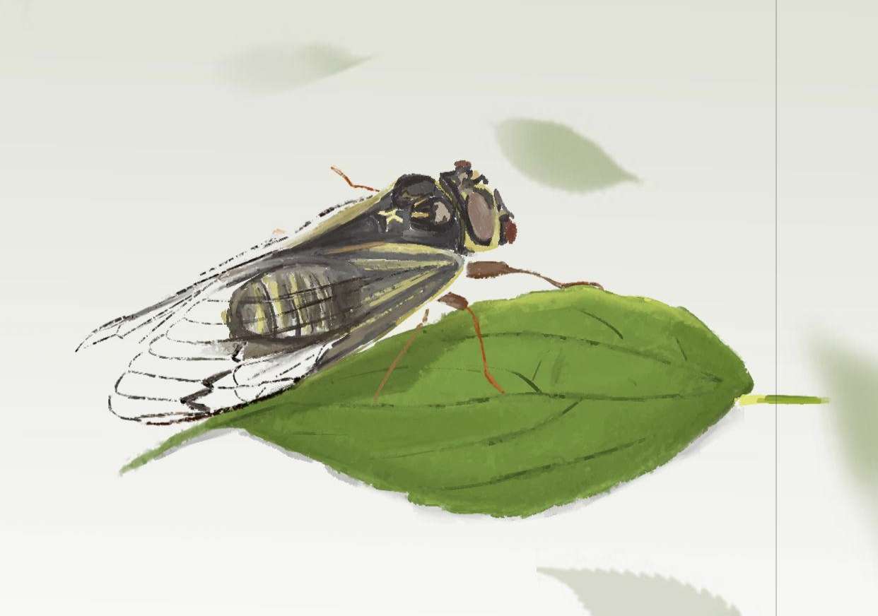 IMG_20250703_172442.jpg IMG_20250703_172442.jpg