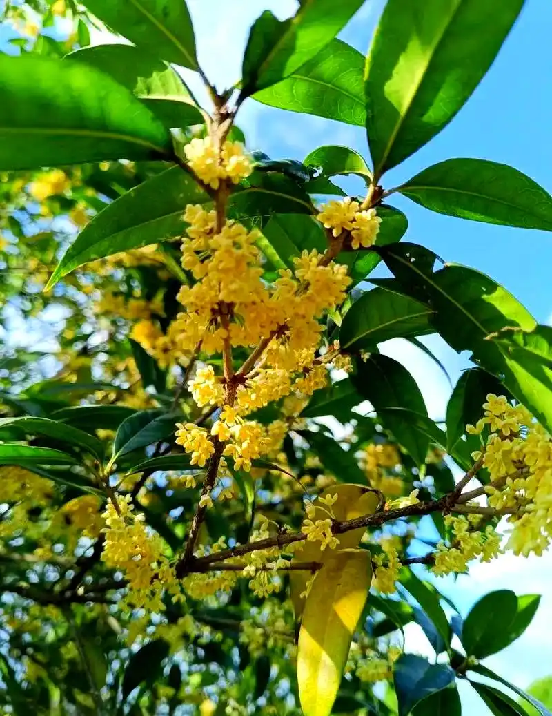 1000055591.webp