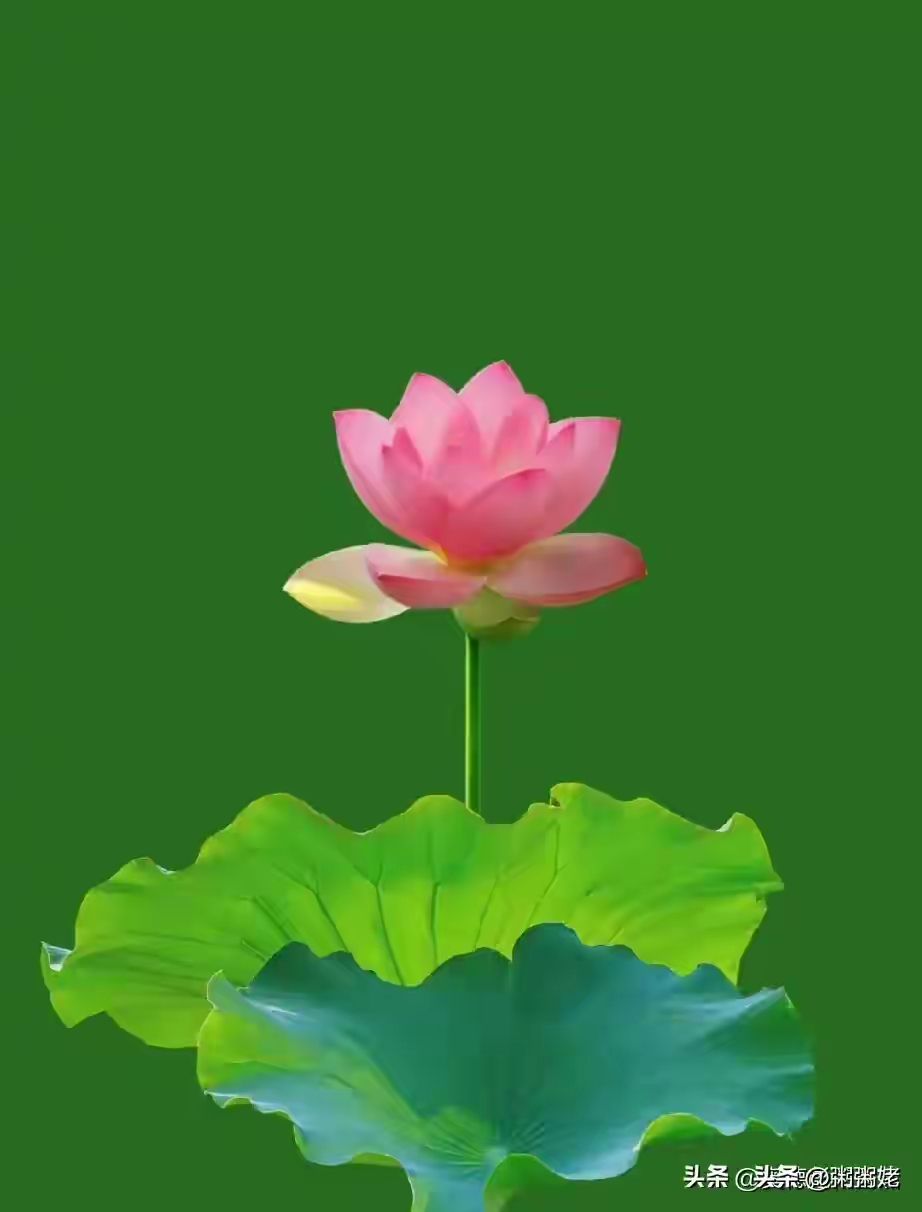 67e03e8181b9d091e1c8803d05ebb1a8.jpg 67e03e8181b9d091e1c8803d05ebb1a8.jpg