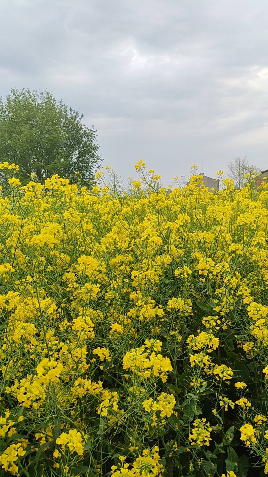 wx_camera_1775084490881.jpg